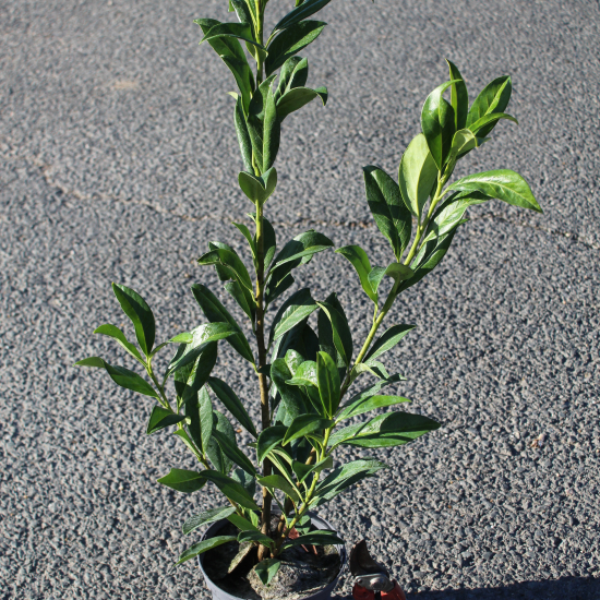 Laurier palme 'Caucasica'