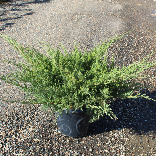 Genévrier de pfitzer 'Pfitzeriana'