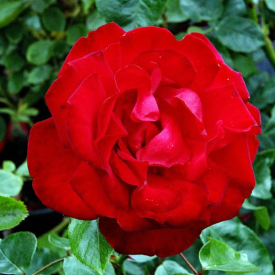 Rosier 'Jacques prevert '