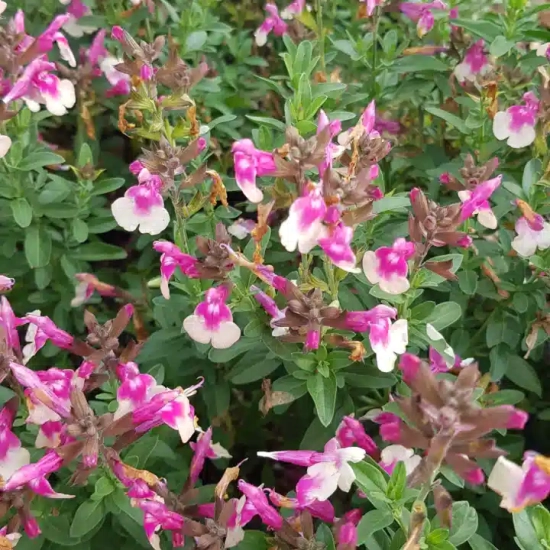 Sauge gregii 'Mirage rose bicolor'