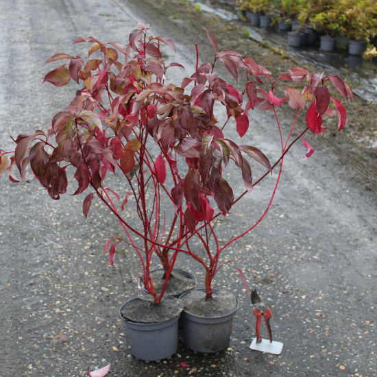 Cornouiller blanc 'Baton rouge'