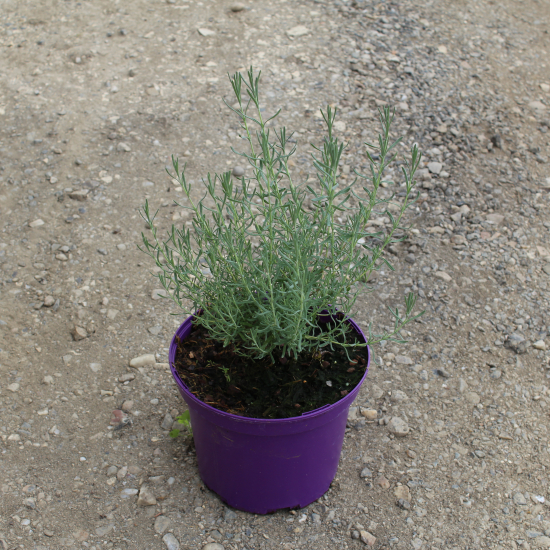 Lavande papillon 'Willowvale'