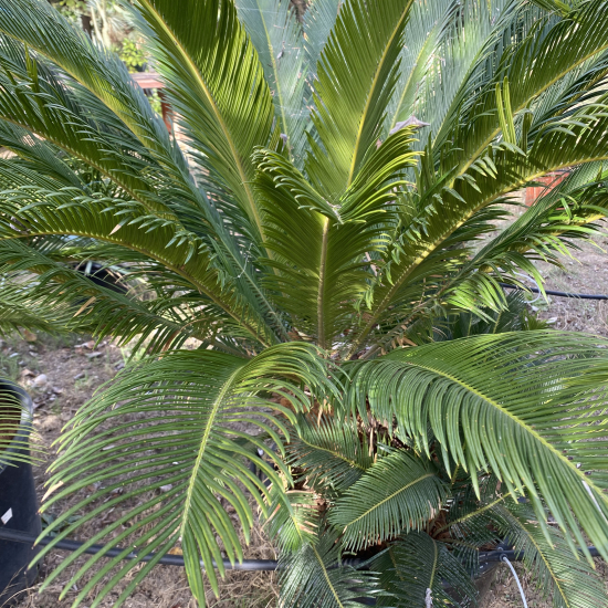 Cycas du Japon