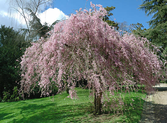 Cerisier à fleurs 'Pendula'
