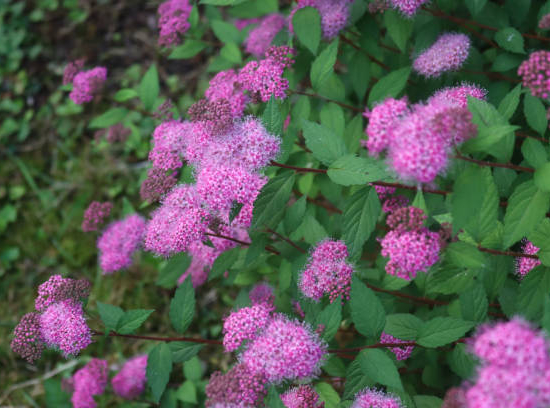 Spirée 'Antony waterer'