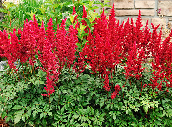 Astilbe 'Astary red'