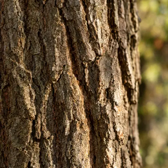 Saule pleureur 'Babylonica' (Salix) — gros plan d’écorce rugueuse de tronc