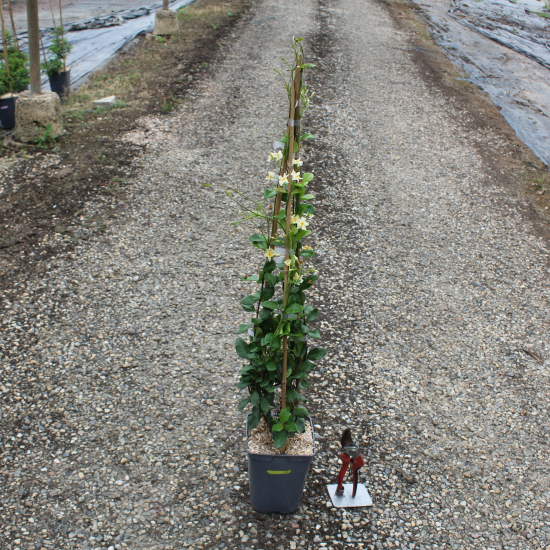Jasmin étoilé jaune 'Mandaianum'