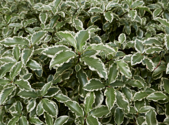 Pittospore 'Bannow bay'