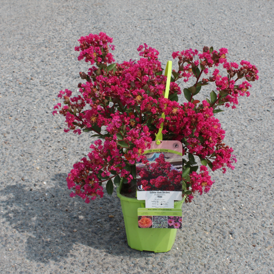 Lilas des indes 'Kiss'