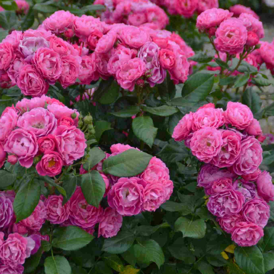 Rosier 'Bordure magenta'