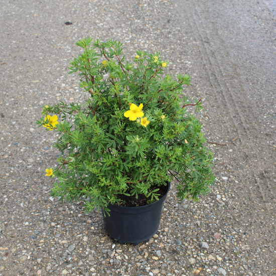 Potentille 'Goldfinger'