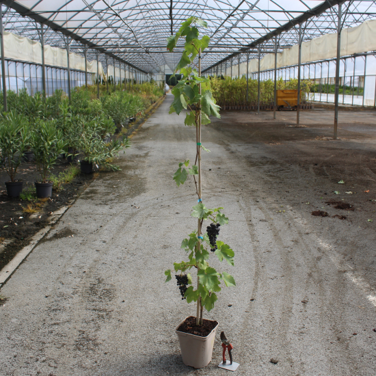 Vigne 'De table dattier de beyrouth'