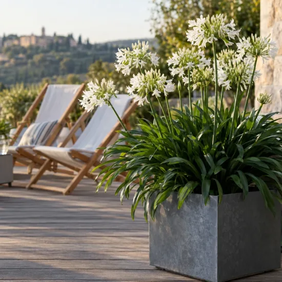 Agapanthe 'White' (Agapanthus) — touffe de fleurs blanches sur terrasse aménagée · Photo d'illustration