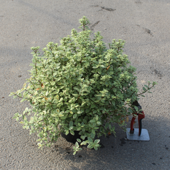 Pittospore 'Silver ball'