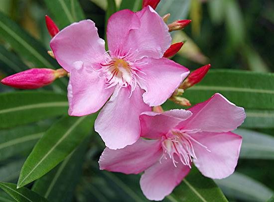 Laurier rose 'Colise'