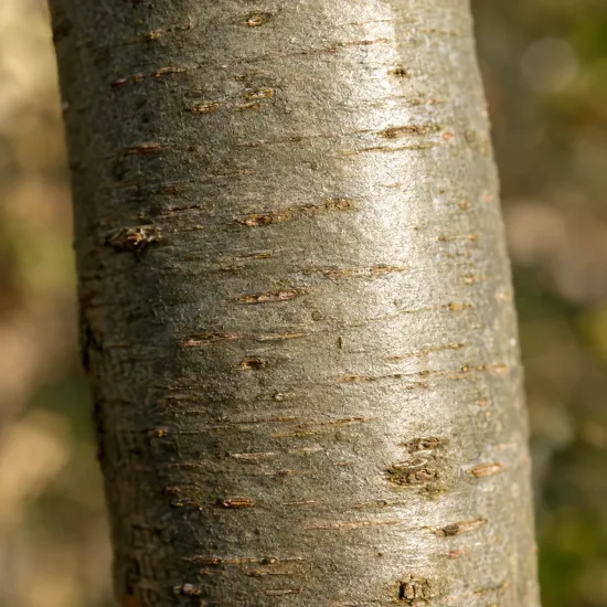 Sapin pectiné (Abies alba) — gros plan sur écorce de tronc lisse · Photo d'illustration