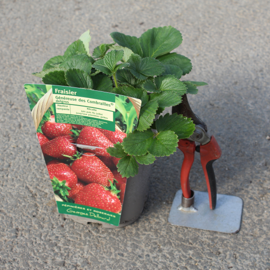 Fraisier 'Genereuse des combrailles'