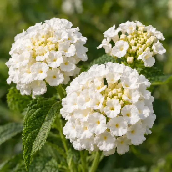 Lantanier (Lantana) — ombelles de petites fleurs blanches et feuillage vert