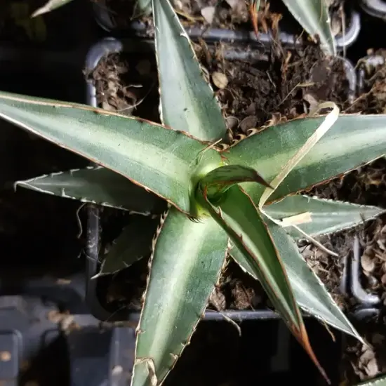 Agave du chihuahua (Agave lechuguilla) — rosette succulente vert gris en pot carré · Godet