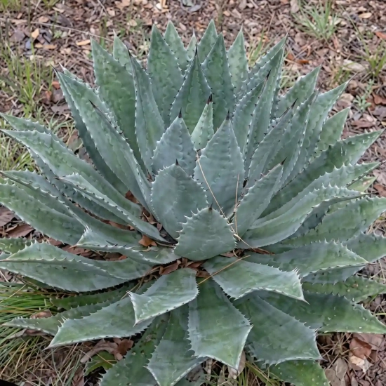 Agave  maximiliana