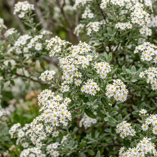 Olearia 'Spring bling' (Olearia phlogopappa) — buisson couvert de petites fleurs blanches étoilées