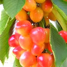 Cerisier 'Hedelfingen napoleon'