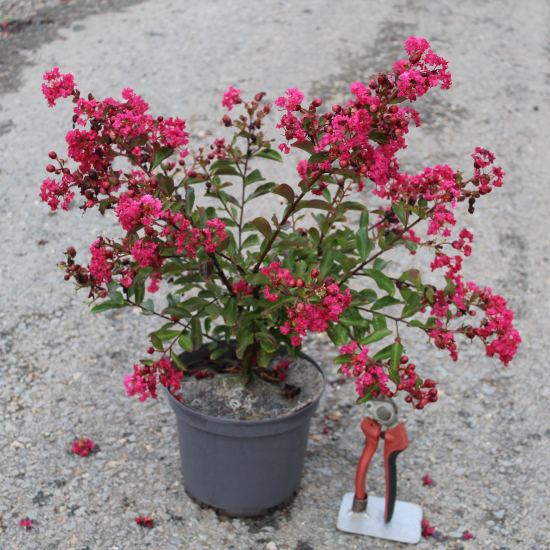 Lilas des indes 'Red imperator'