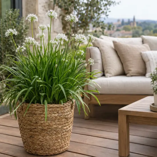 Ciboule chinoise (Allium tuberosum) — touffe dense au feuillage fin avec ombelles blanches