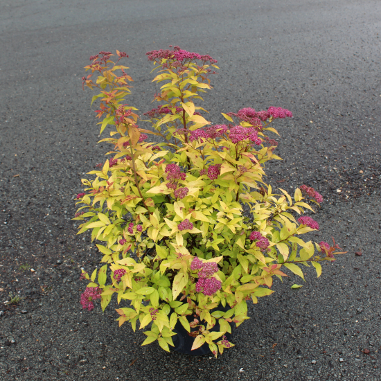 Spirée à floraison rouge 'Goldflame'