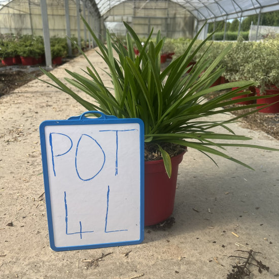 Agapanthe 'Cristal blue'