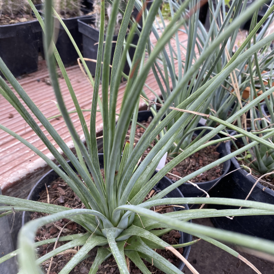Agave à feuilles striées 'Falcata blue'