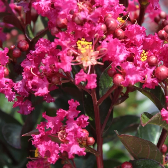 Lilas des indes 'Pink velour'