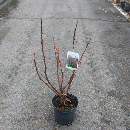 Groseillier à fleurs 'King edward vii'