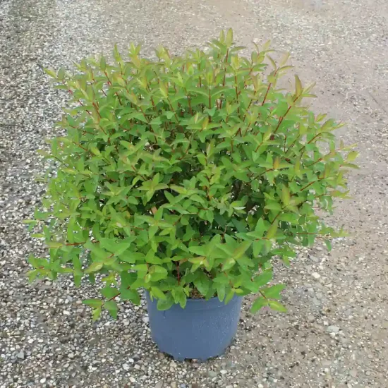 Millepertuis de hooker 'Hidcote' (Hypericum hookerianum) — jeune arbuste dense au feuillage vert en pot · Pot 7.5L