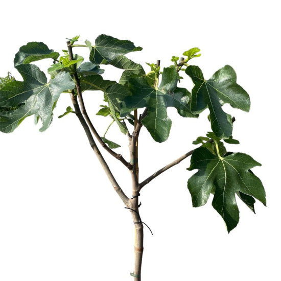 Figuier napolitana