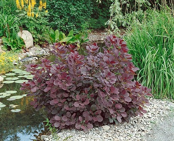 Arbre à perruque 'Royal purple'