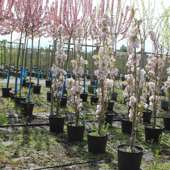 Cerisier du japon 'Amanogawa'