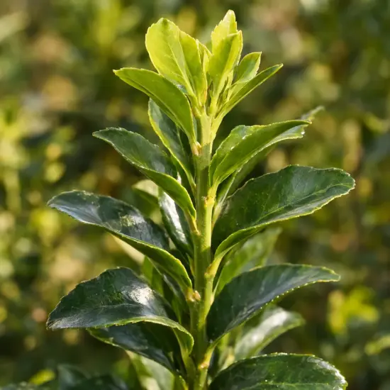 Fusain du japon 'Benkomasaki' (Euonymus japonicus) — gros plan sur jeunes feuilles vernissées