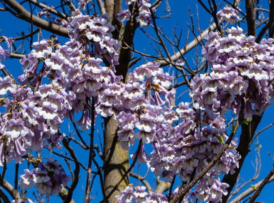 Paulownia impérial