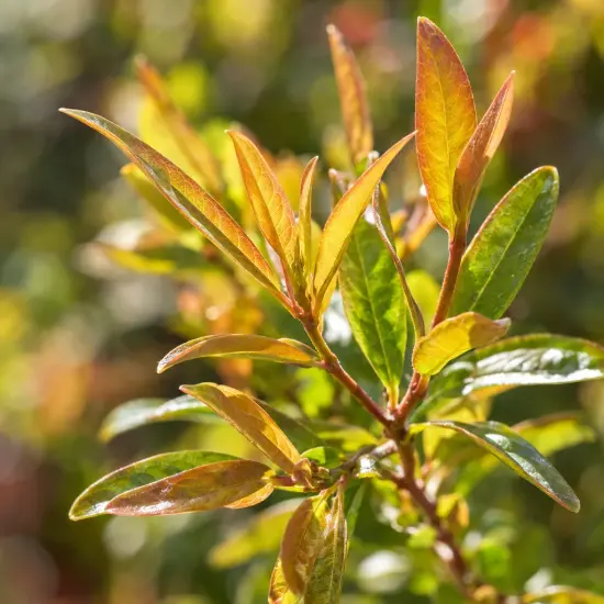 Grenadier à fleurs 'Rubroplena' (Punica granatum) — jeune rameau avec feuilles allongées luisantes
