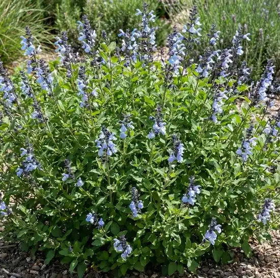 Sauge de graham 'So cool pale blue'