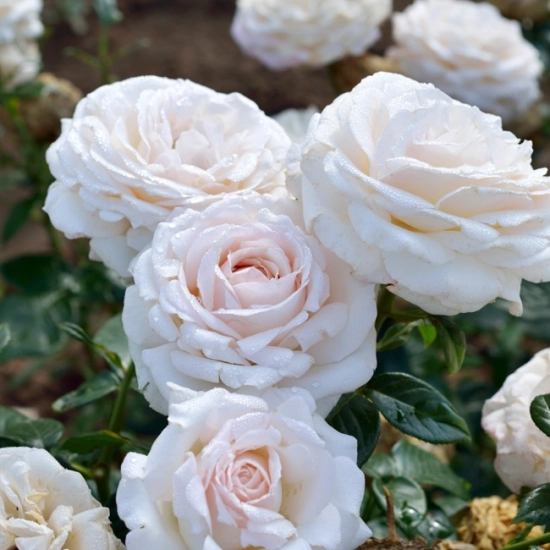 Rosier 'La sauvagine terre et passion '