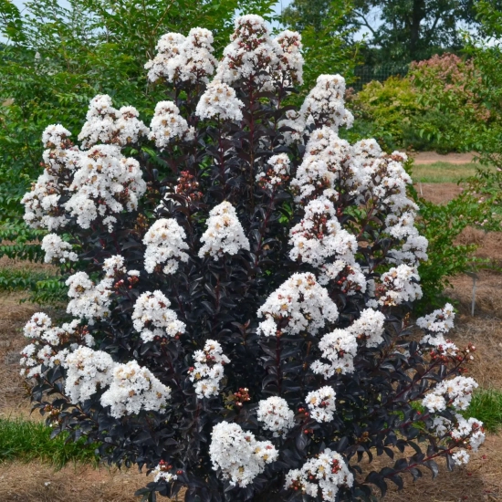 Lilas des indes 'Moonlight magic'