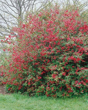 Cognassier à fleurs 'Umbilicata'