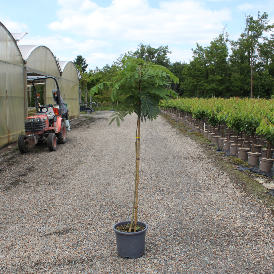 Arbre à soie Ombrella boubri