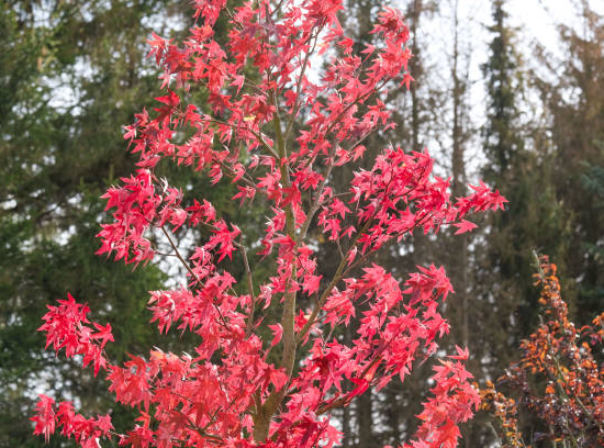 Érable rouge 'Autumn blaze'