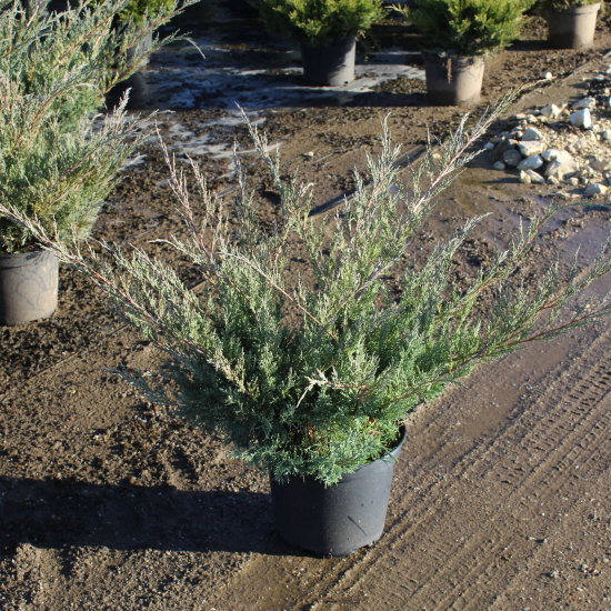 Genévrier de pfitzer 'Pfitzeriana glauca'