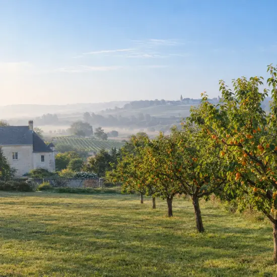 Abricotier 'Hargrand' (Prunus armeniaca) — verger d’arbres fruitiers devant une maison de campagne