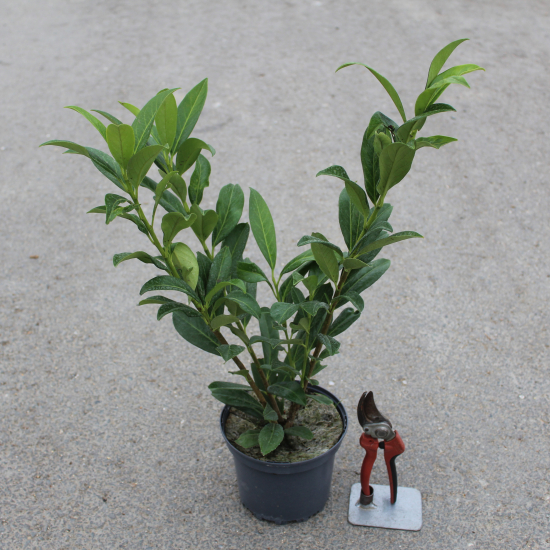 Laurier palme 'Caucasica darts'